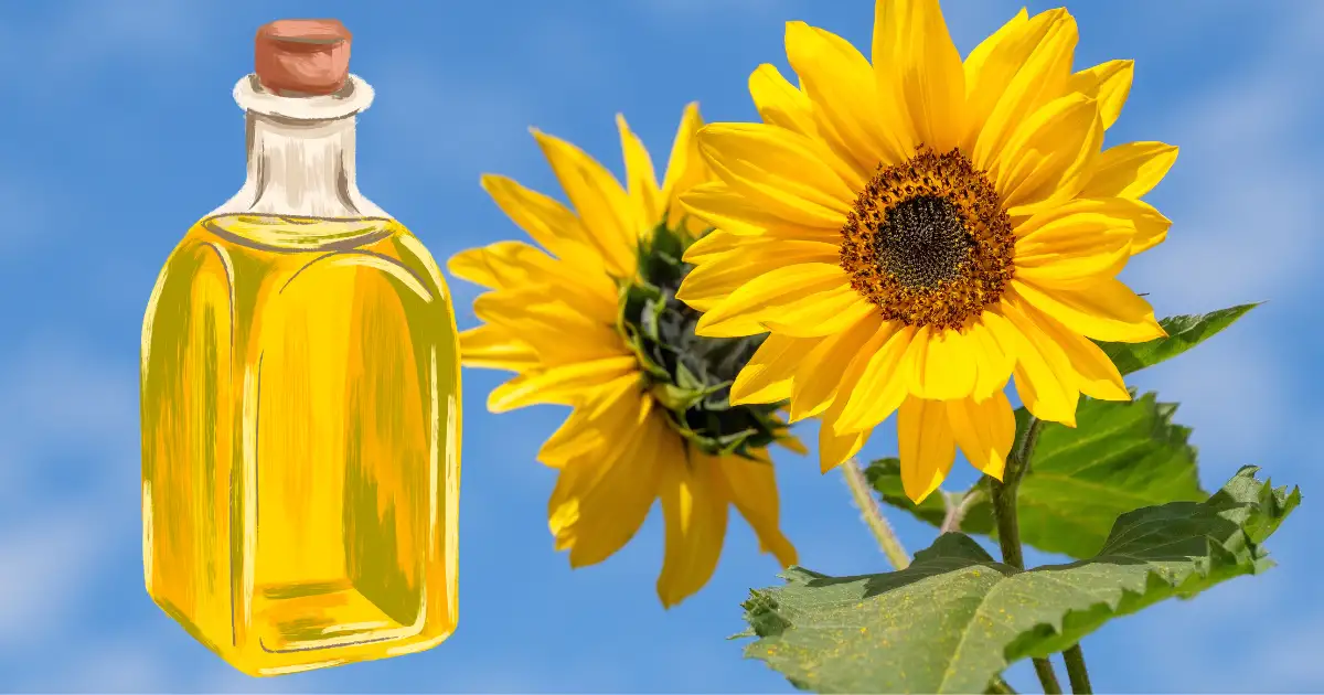 What Is High Oleic Sunflower Oil? (And Why It's Wholesome Oil?)